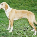 Posavatz Hound